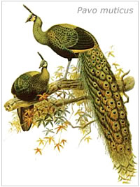 Pavo muticus