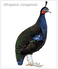 Afropavo congensis