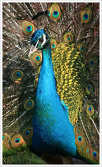peafowl
