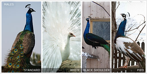 rase pauni - masculi