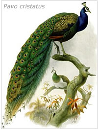 Pavo cristatus